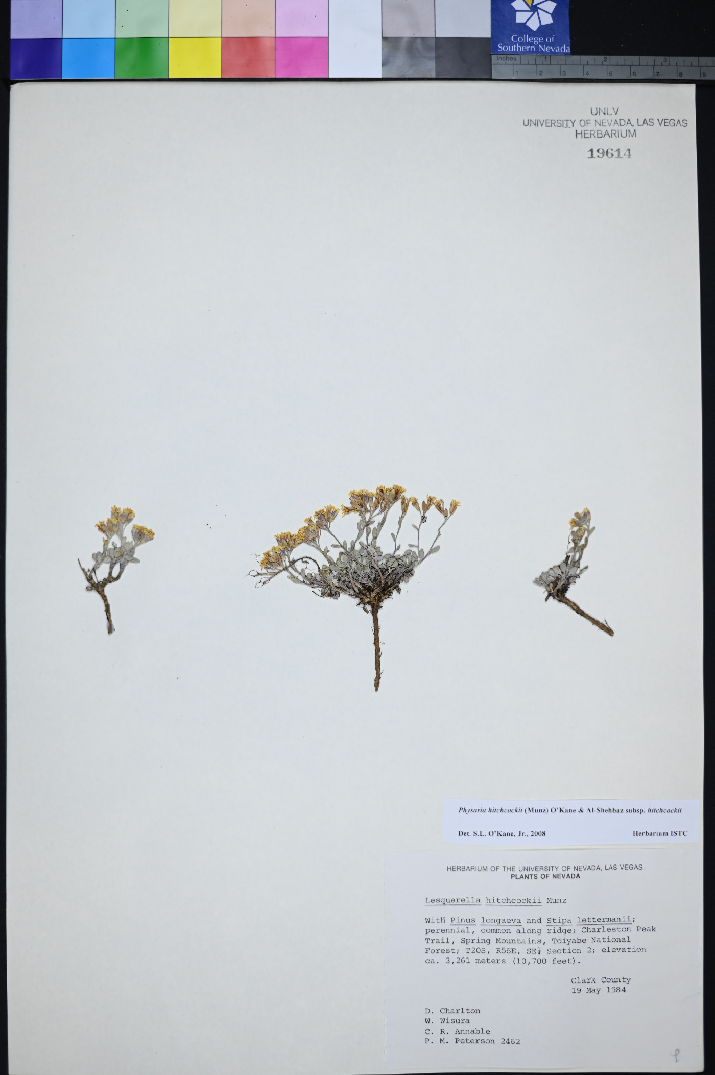 Physaria hitchcockii subsp. hitchcockii image