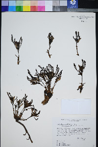 Pedicularis semibarbata var. charlestonensis image