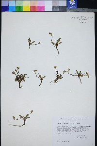 Ivesia cryptocaulis image