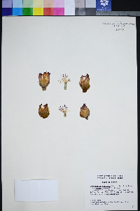 Coryphantha vivipara var. vivipara image