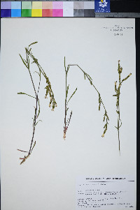 Silene montana image