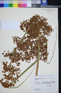 Cladium californicum image