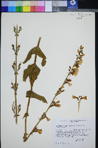 Penstemon bicolor subsp. bicolor image