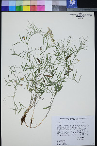 Lathyrus hitchcockianus image