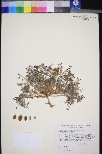 Astragalus lentiginosus var. semotus image