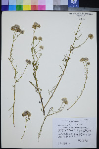 Ipomopsis congesta image
