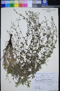 Galium hilendiae image