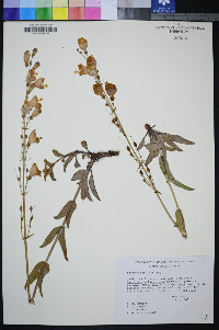 Penstemon palmeri image
