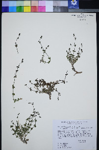 Galium hilendiae image