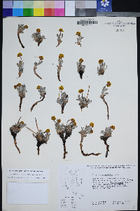 Eriogonum rosense var. rosense image