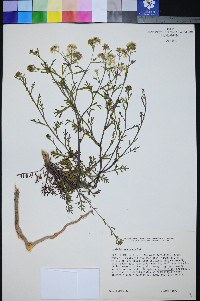 Lepidium montanum image