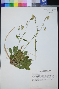 Lepidium montanum image