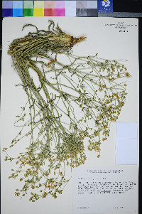 Frasera albomarginata image