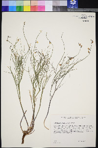 Astragalus convallarius image