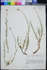 Ipomopsis congesta image