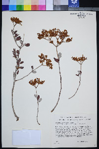 Eriogonum corymbosum var. glutinosum image
