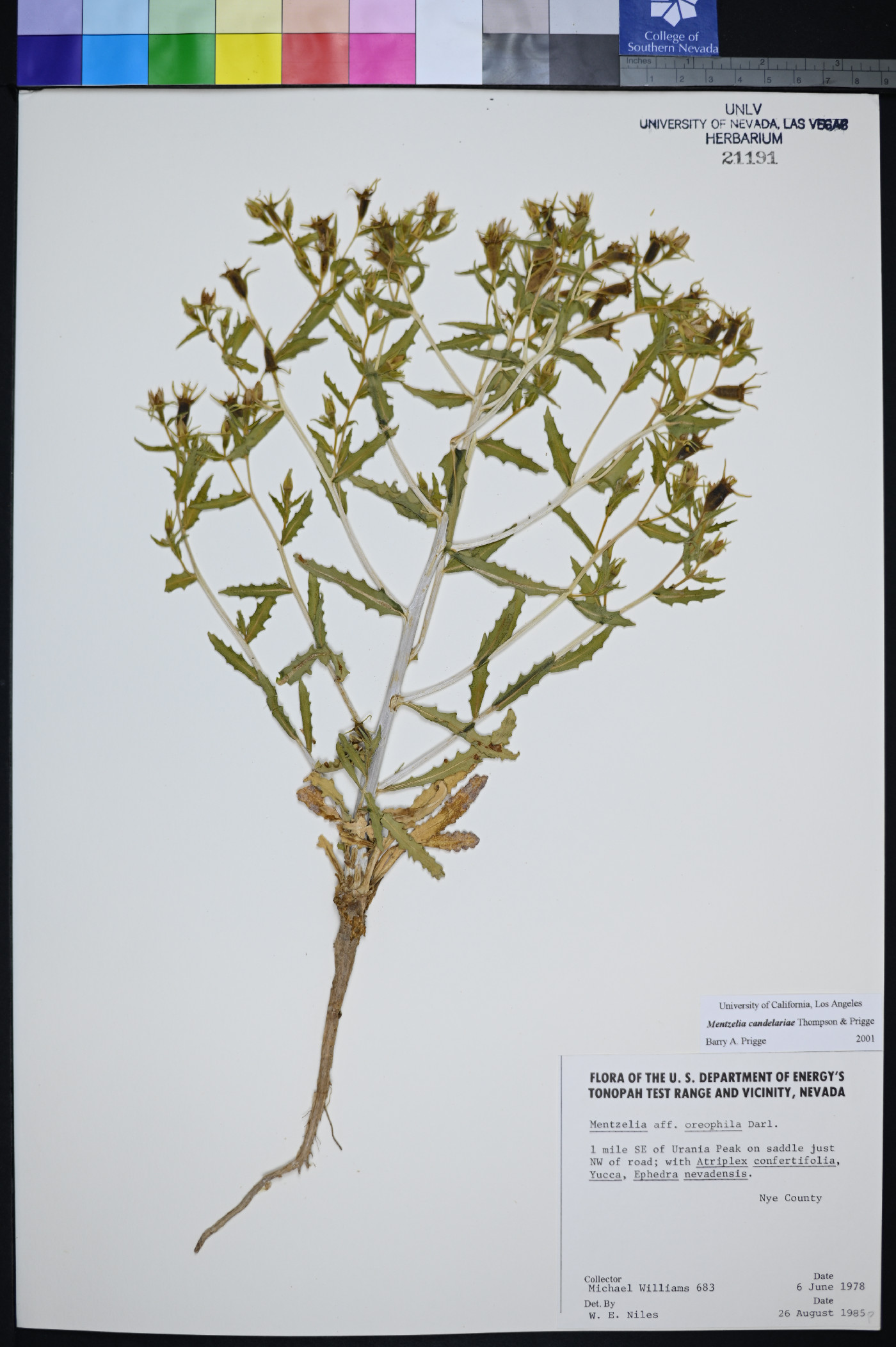 Mentzelia candelariae image