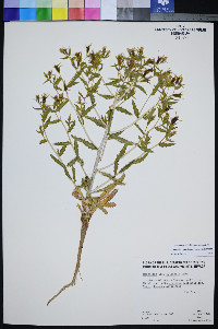 Mentzelia candelariae image