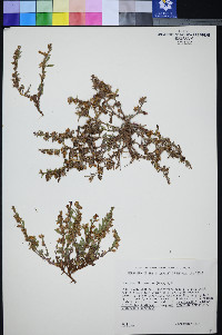 Penstemon thompsoniae image