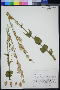 Penstemon palmeri image