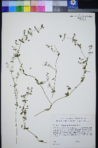 Galium desereticum image