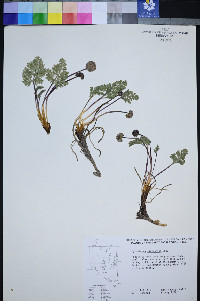 Cymopterus cinerarius image