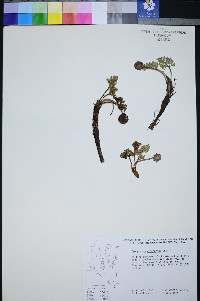 Cymopterus cinerarius image