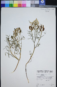 Astragalus serenoi image