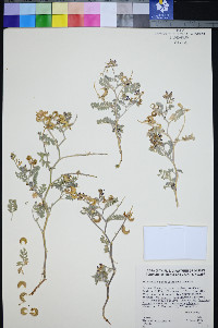Astragalus pseudiodanthus image