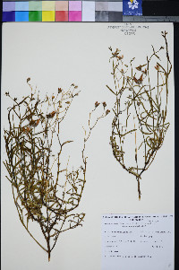 Penstemon fruticiformis subsp. amargosae image