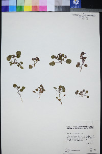 Phacelia mustelina image