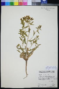 Mentzelia candelariae image