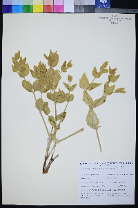 Mirabilis pudica image