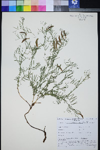 Lathyrus hitchcockianus image