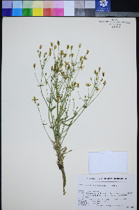 Frasera albomarginata image
