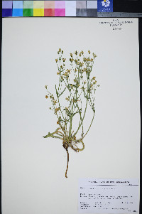 Frasera albomarginata image