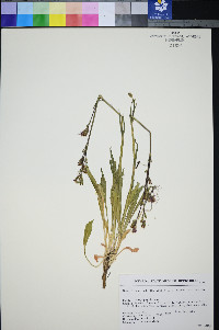 Silene nuda image