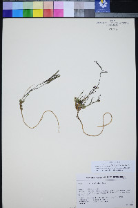 Boechera pinzliae image