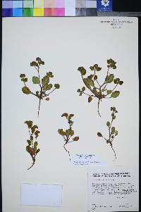 Phacelia filiae image
