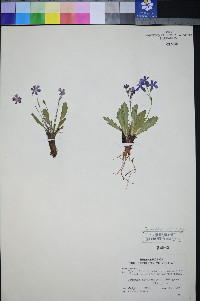 Primula nevadensis image