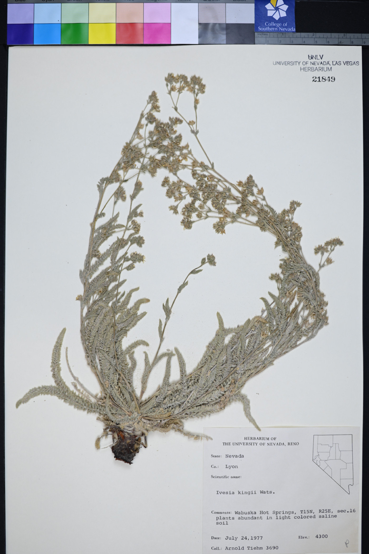 Ivesia kingii var. kingii image