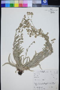 Ivesia kingii image