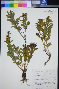 Penstemon arenarius image