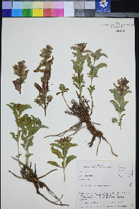 Penstemon arenarius image