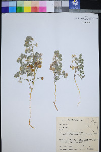 Astragalus pulsiferae image