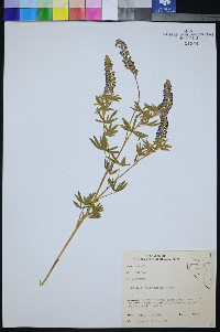 Lupinus meionanthus image