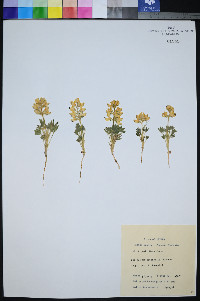 Lupinus malacophyllus image