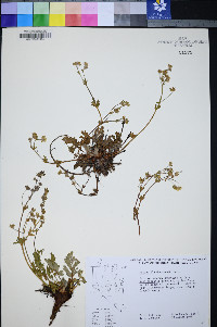 Potentilla drummondii image