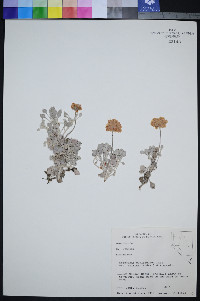 Eriogonum ovalifolium var. eximium image