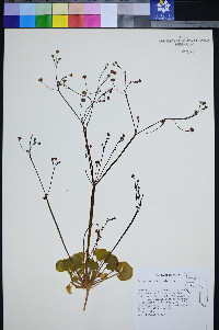 Eriogonum rubricaule image